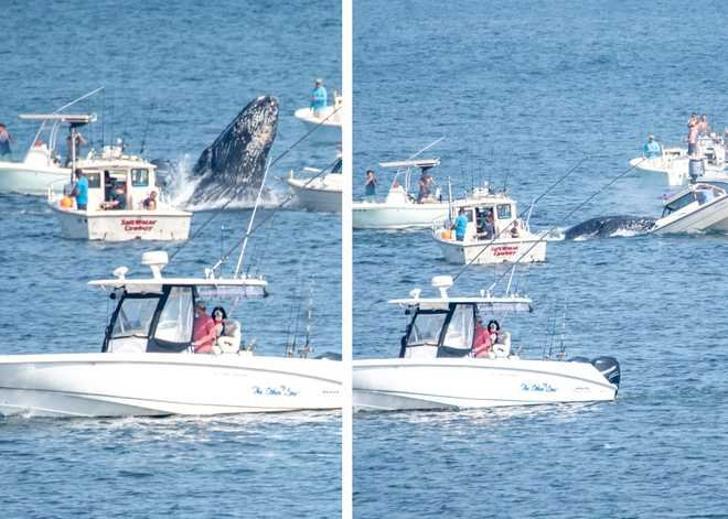 What was the whale who breached onto that boat in Plymouth doing? A naturalist explains - Vimarsana News
