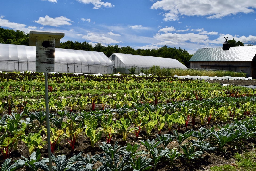How one nonprofit farm is working to decrease food insecurity in Massachusetts - Vimarsana News