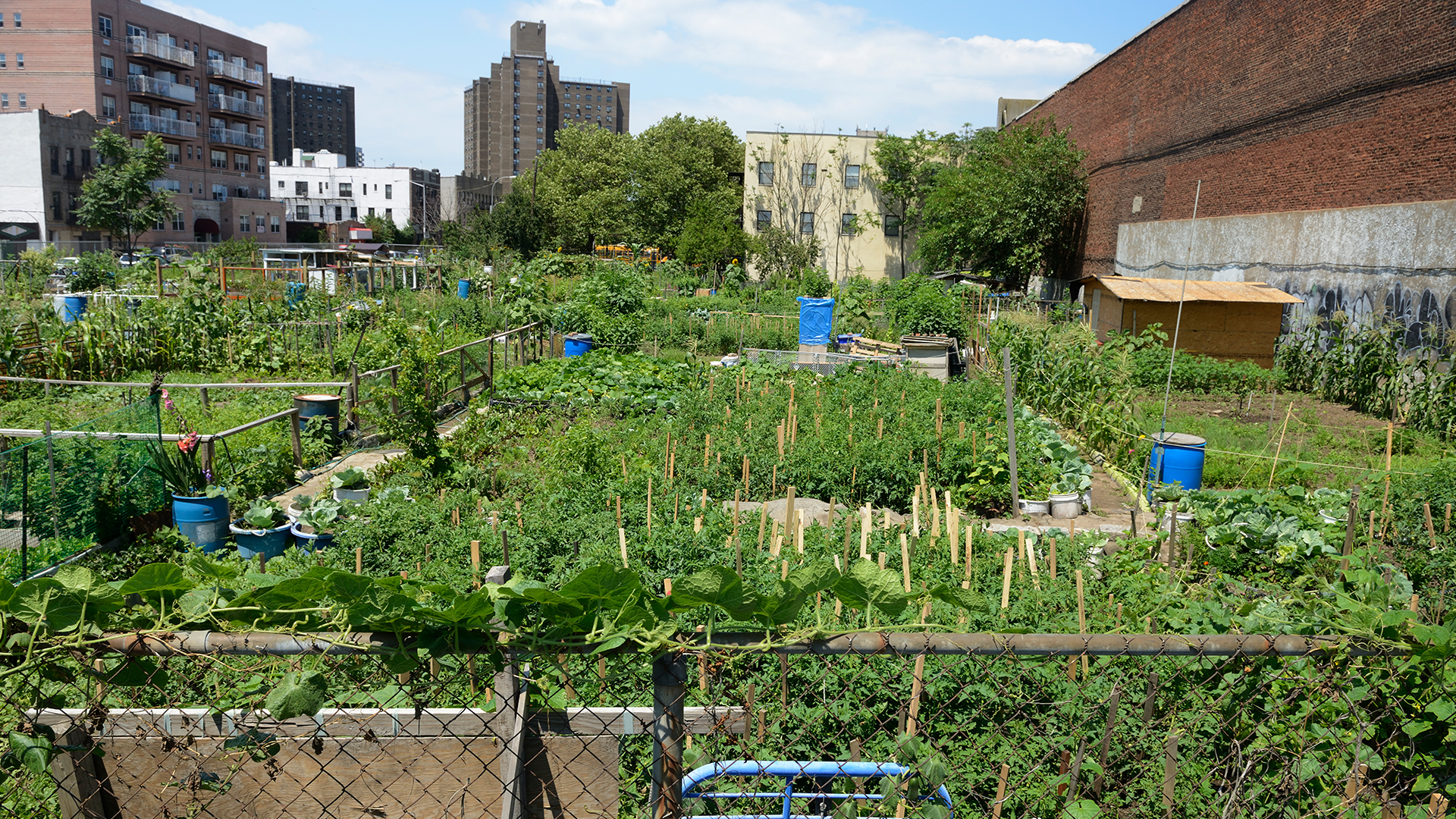 Basic Black: Food justice in the community - Vimarsana News