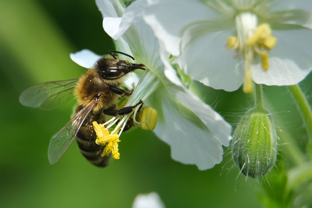 The buzz around Massachusetts Pollinator Week - Vimarsana News