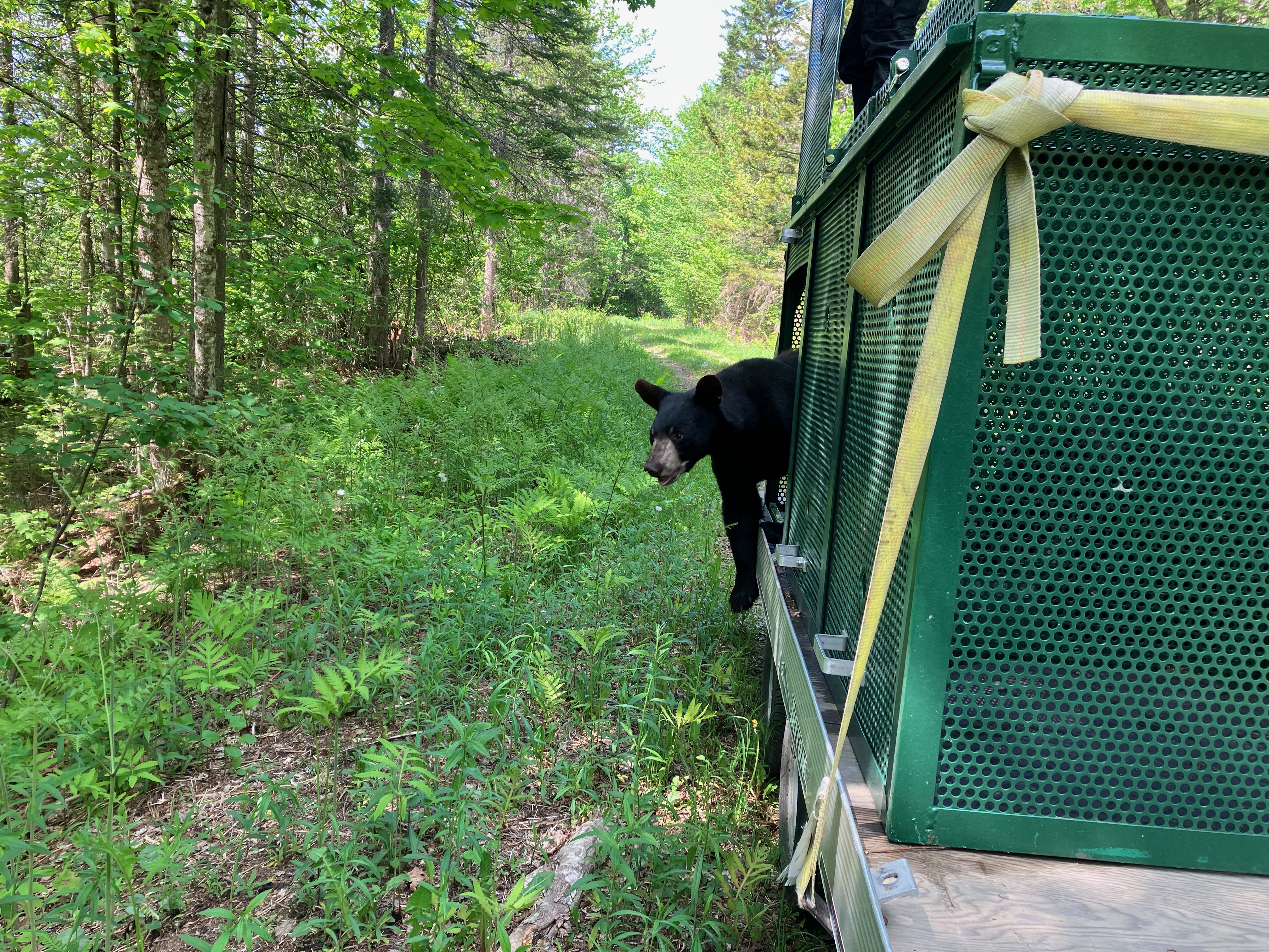 A bittersweet goodbye: 137 orphaned, abandoned black bears returning to the wild - Vimarsana News