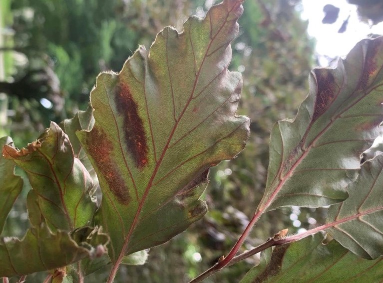Beech bum: A microscopic bug is threatening trees in Massachusetts - Vimarsana News