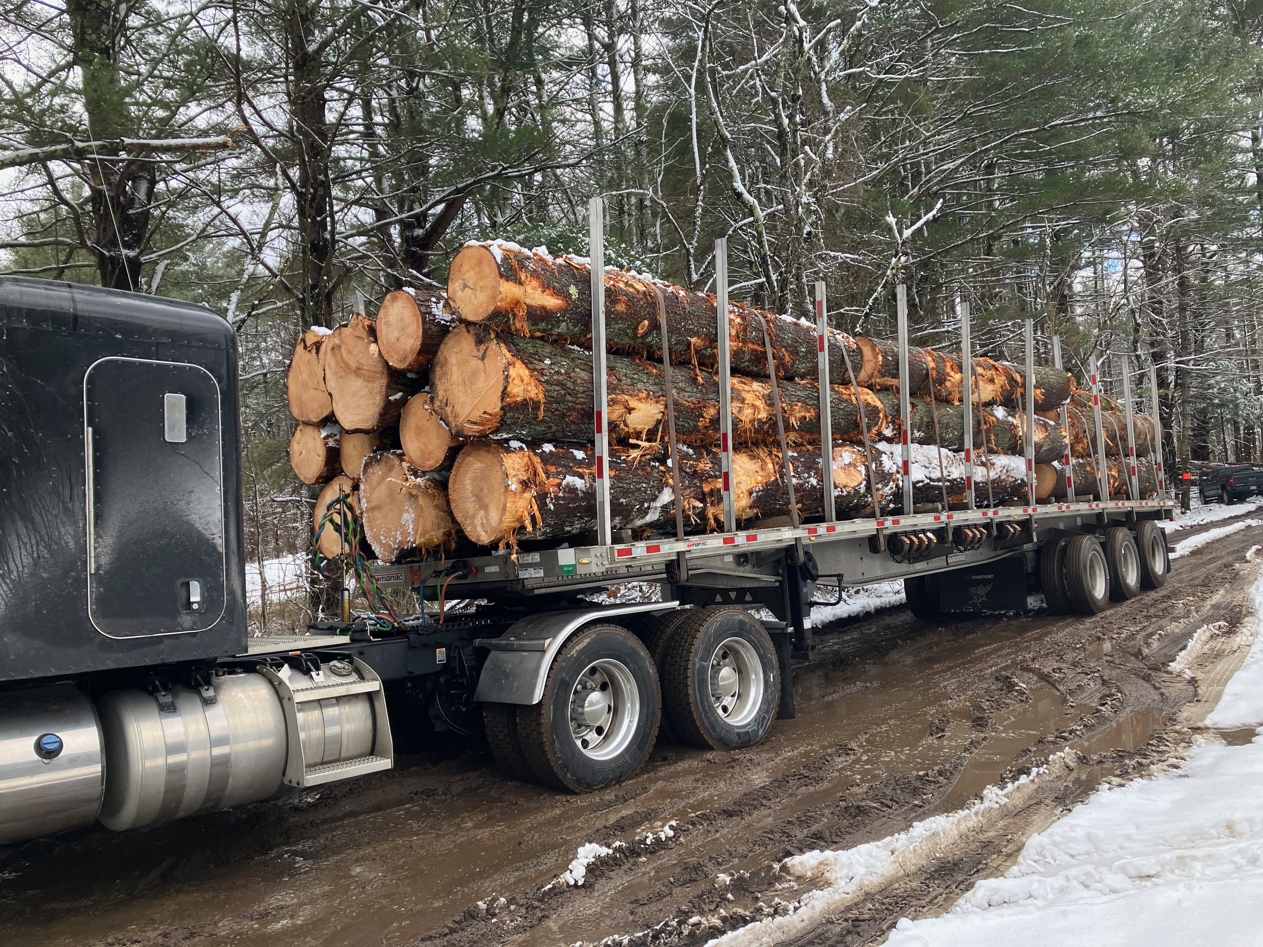 A tree-cutting moratorium? Loggers, activists, wildlife biologists await Healey's state forest plan - Vimarsana News