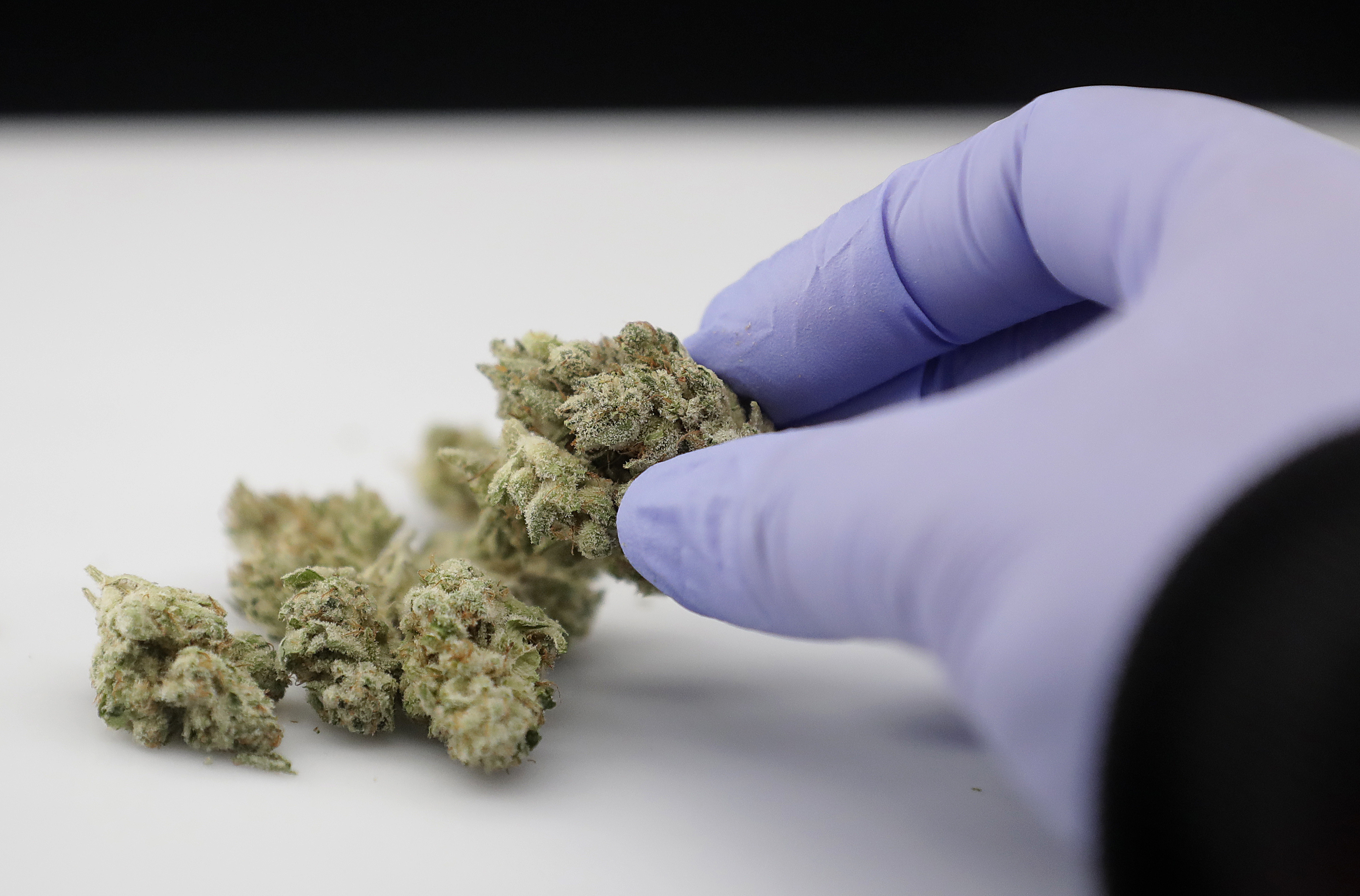 How a marijuana 'crop plague' could force growers to change their practices - Vimarsana News