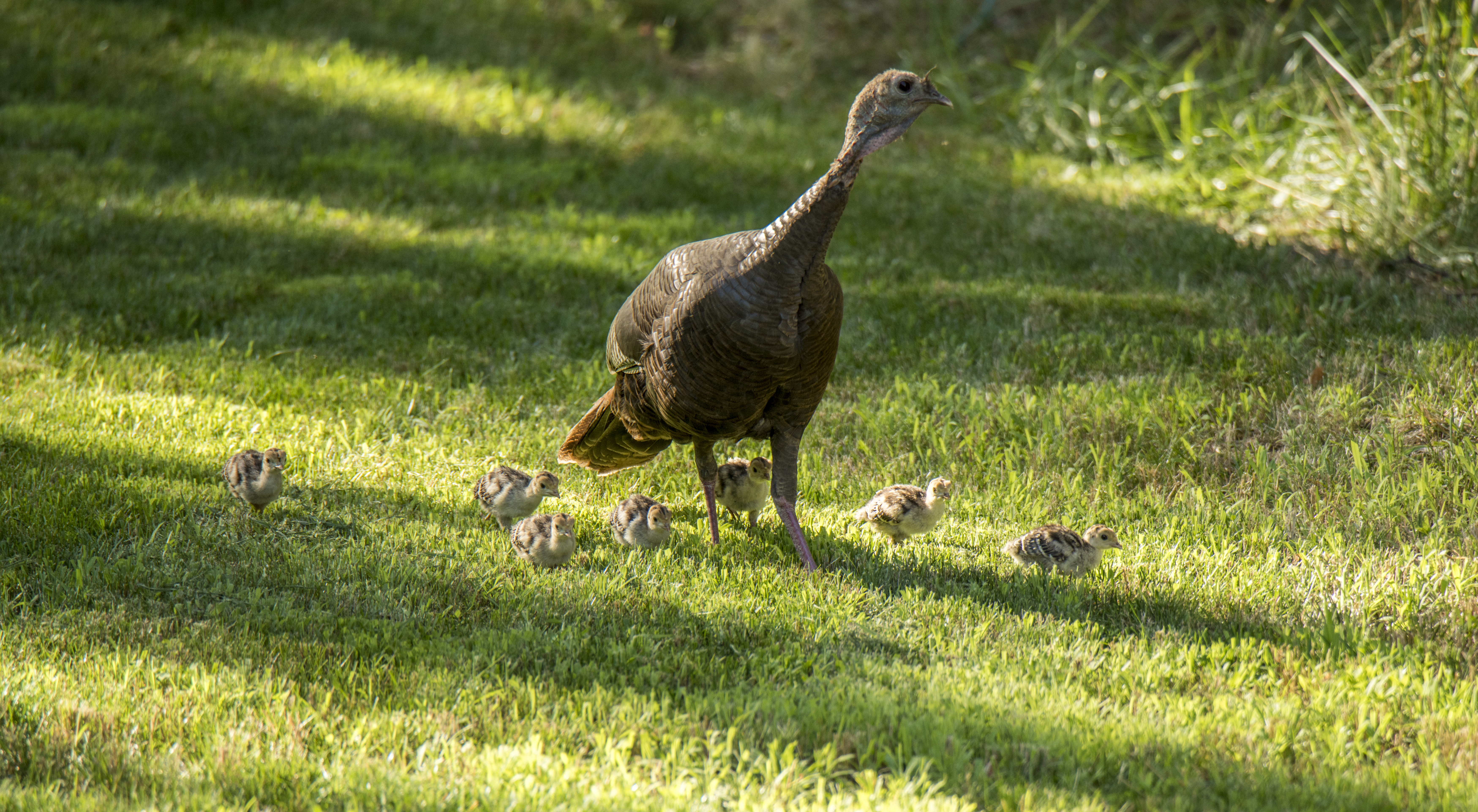 Seen any baby turkeys recently? MassWildlife wants to know about them - Vimarsana News