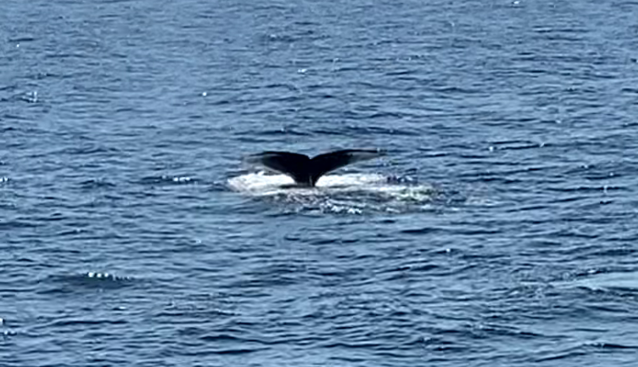 Out on Boston harbor, a tale of a whale watch - Vimarsana News