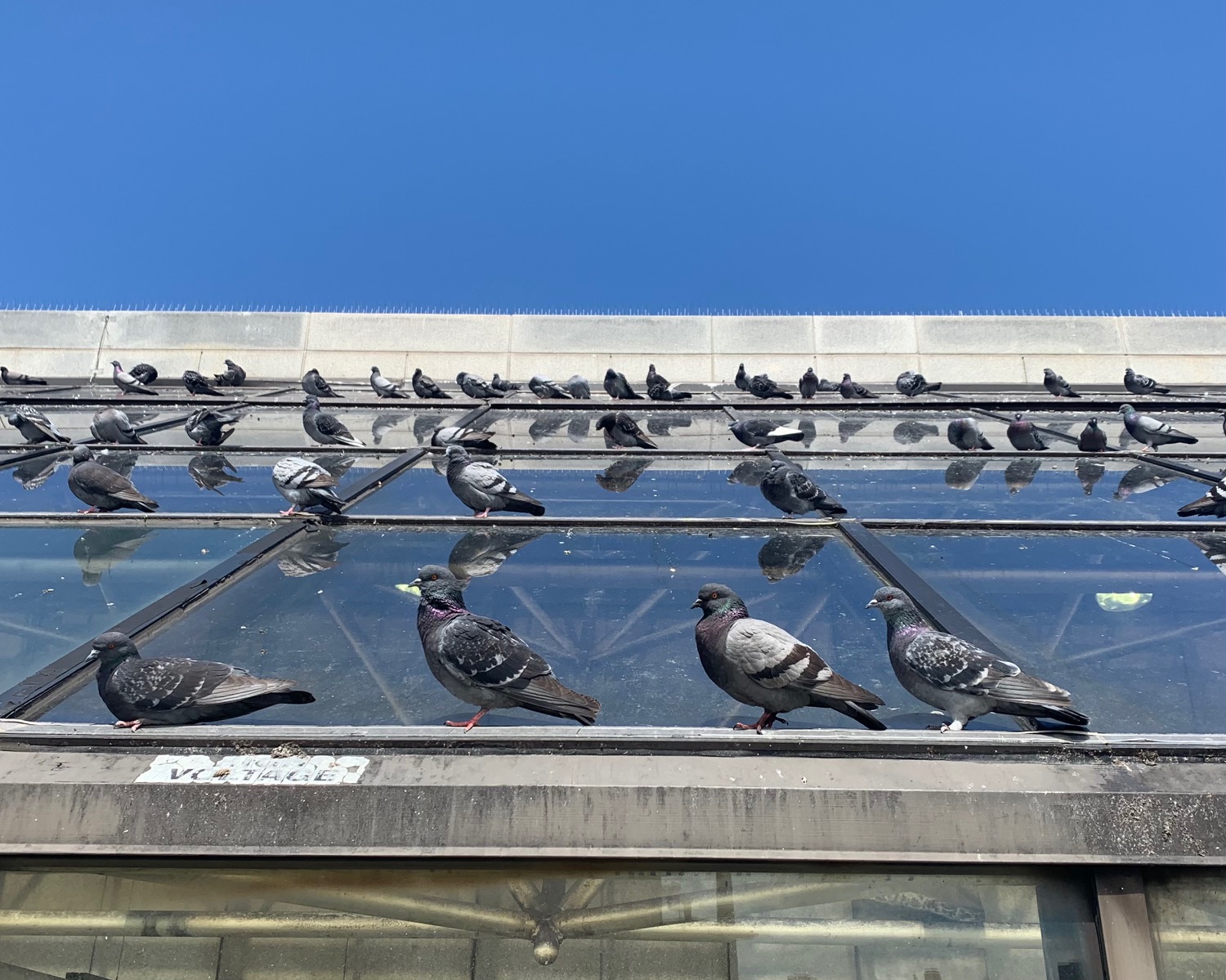Pigeons are everywhere, but have you ever seen a baby one? - Vimarsana News