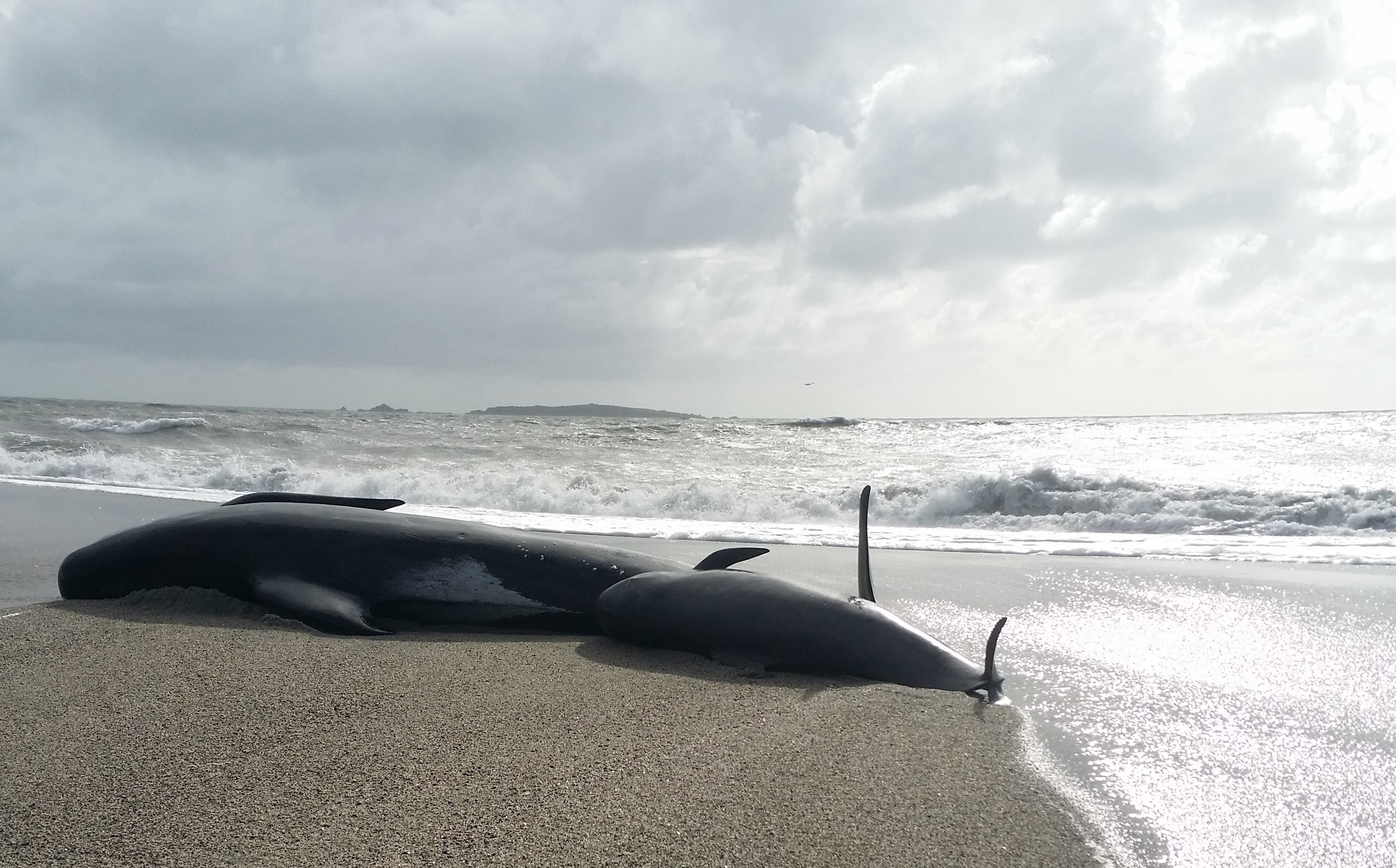 Recent whale strandings highlight the mystery that still baffles marine scientists - Vimarsana News