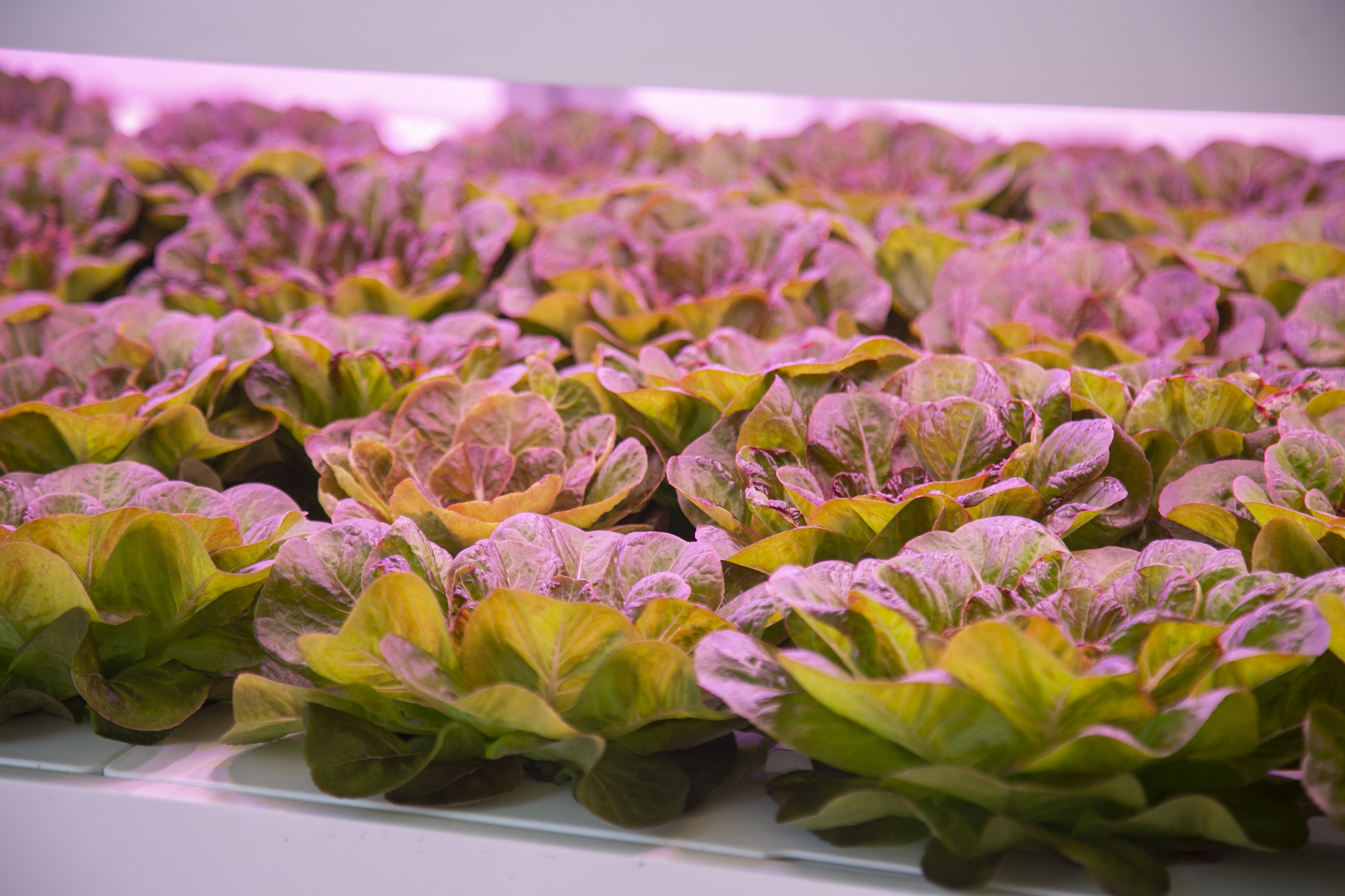 The future of farming: From crops in a container to sustainable kelp farms that fight climate change - Vimarsana News