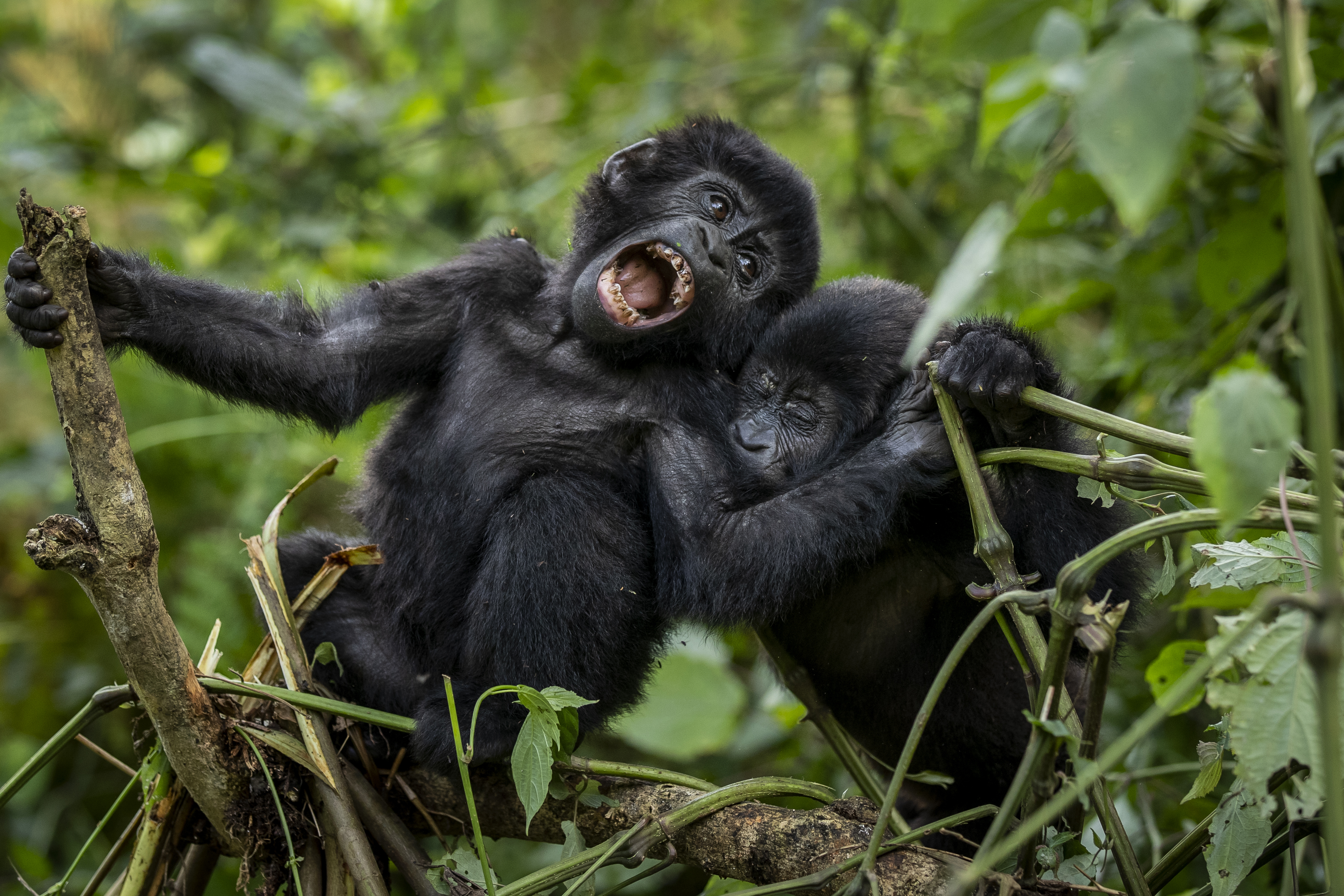 Meet Gladys Kalema-Zukusoka, Uganda's first wildlife vet and a renowned conservationist - Vimarsana News