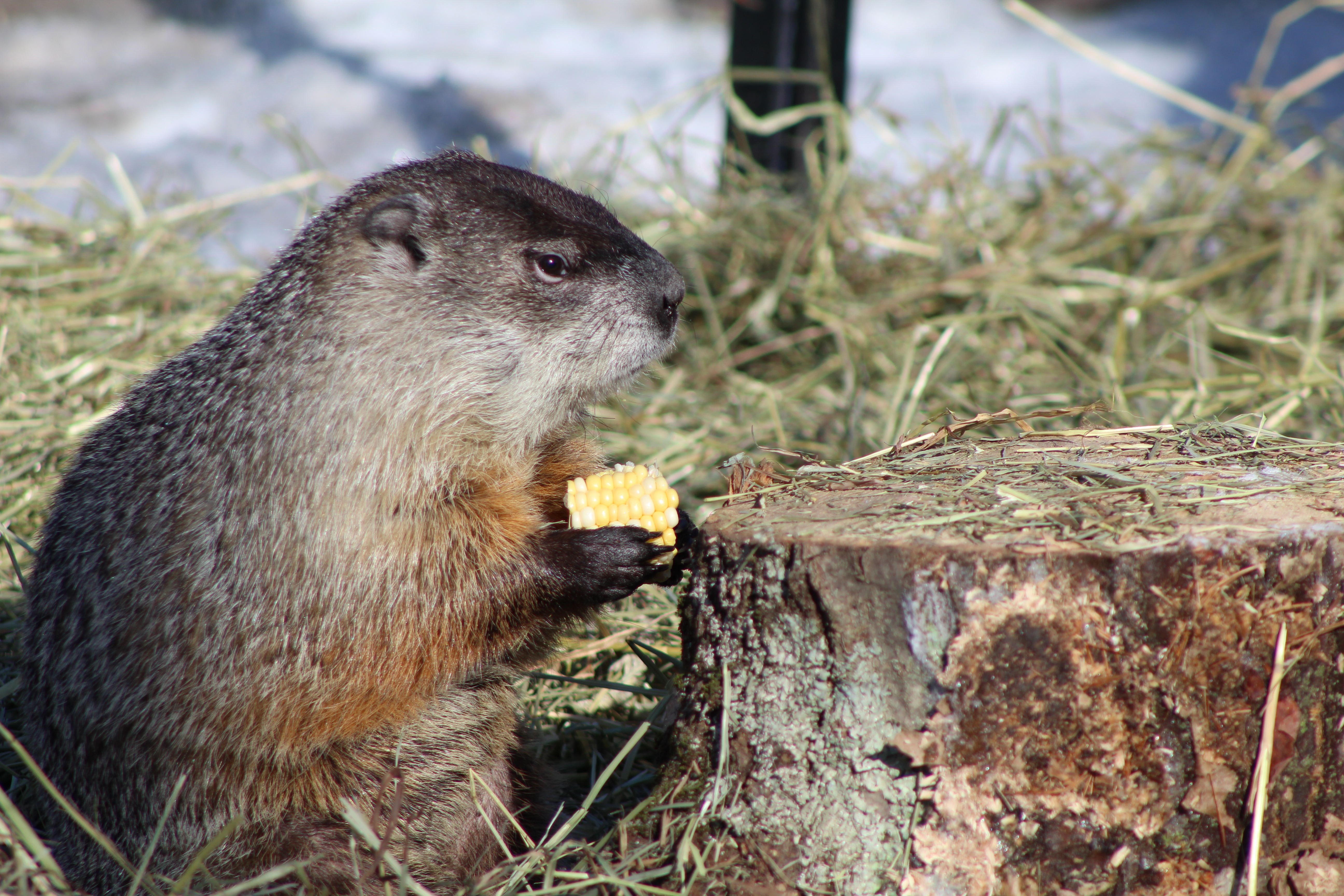 Ms. G, the Massachusetts groundhog, sees no shadow, predicting an early spring - Vimarsana News