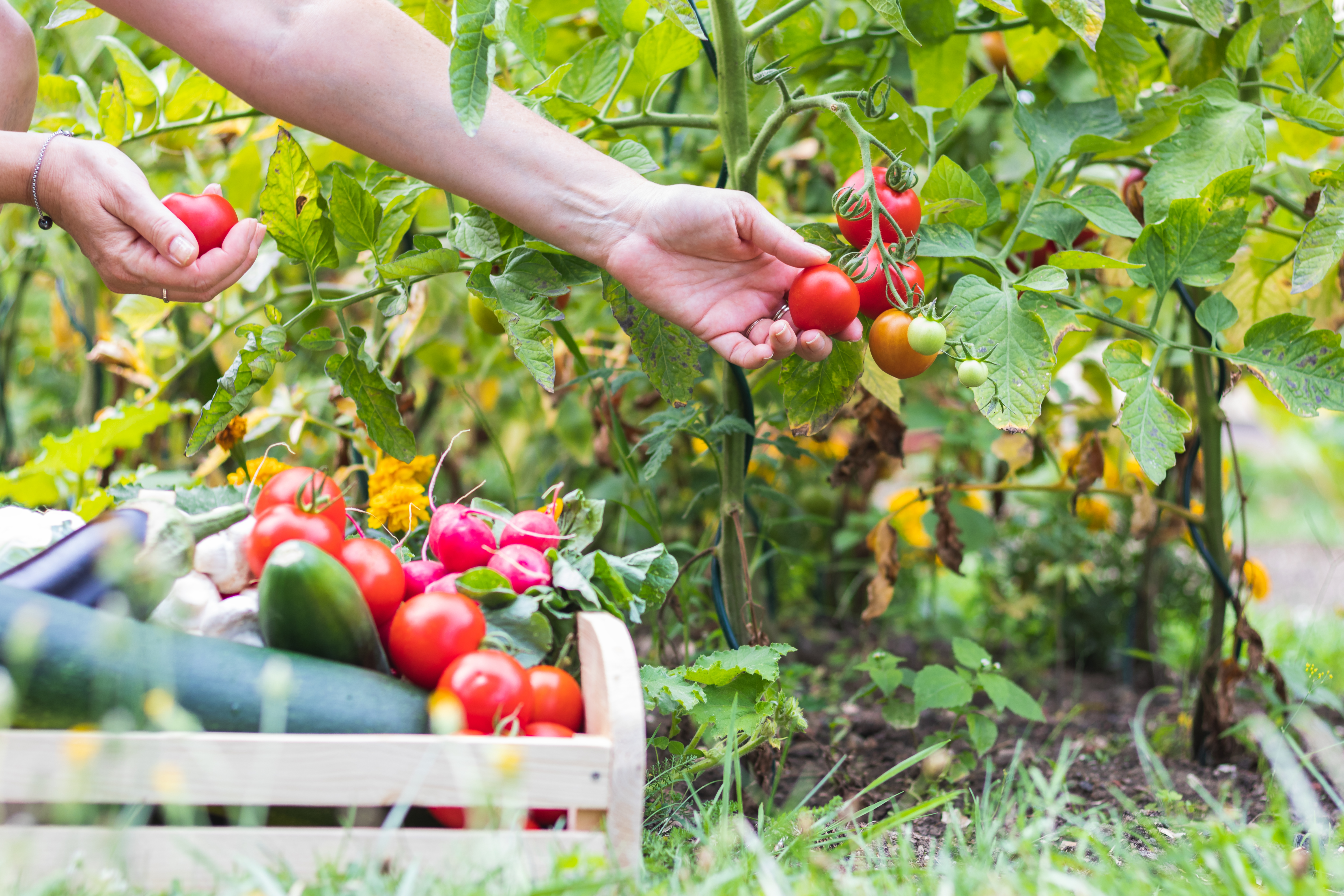 Want to forage in your own backyard? 'People have done this since the dawn of people' says one food columnist - Vimarsana News